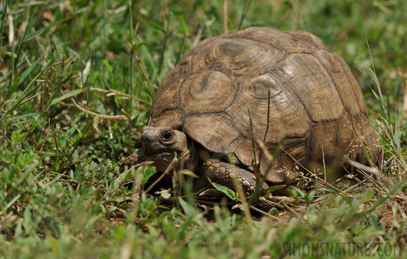 Stigmochelys pardalis babcocki [280 mm, 1/5000 Sek. bei f / 8.0, ISO 1600]